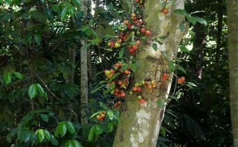 Ficus racemosa growing near Cairns, Queensland by Steve Fitzgerald