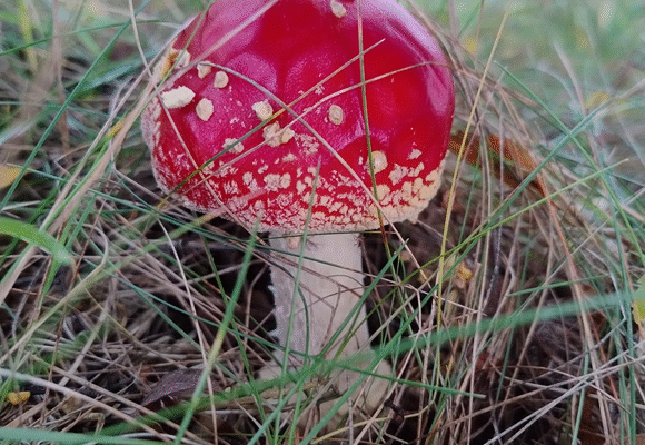 Amanita muscaria